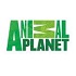 Animal Planet онлайн тв